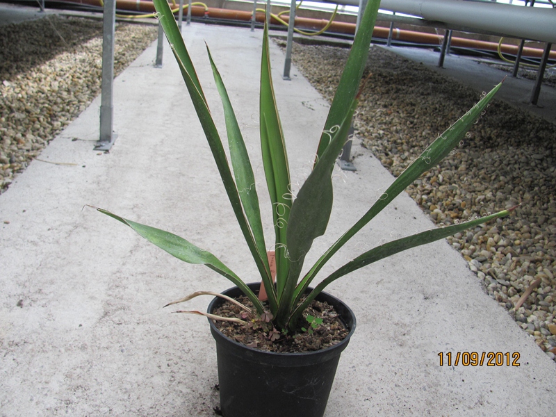 Yucca faxoniana 60/70cm - BIO
